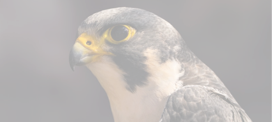 Digital profile portrait of a certified falcon